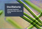 Oscillatoria-General Features, Reproduction, Economic Importance and Life Cycle