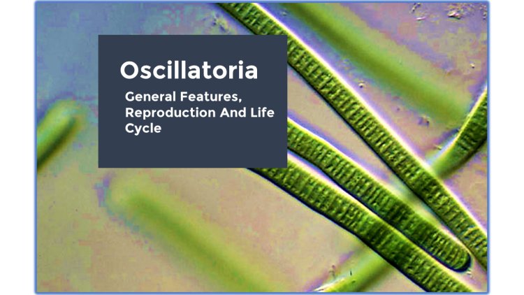 Oscillatoria-General Features, Reproduction, Economic Importance and Life Cycle