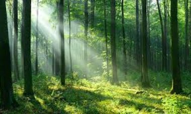 The Art of a Fulfilling Life
