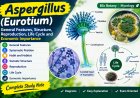 Aspergillus (Eurotium): Structure, Reproduction, Life Cycle & Economic Importance | BSc Botany Notes